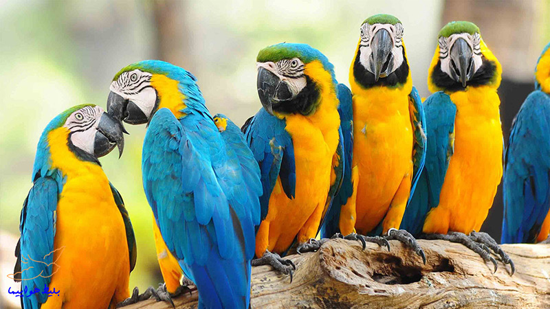 تصویر زیبا از پرندگان باغ پرندگان جزیره زیبای کیش